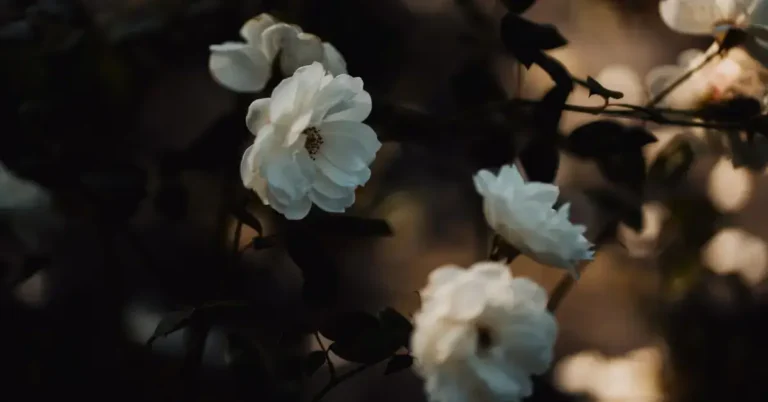 20+ Dark Spiritual Aesthetic Art You Will Love 2024 64 Dark Spiritual Aesthetic Art: roses and the nature