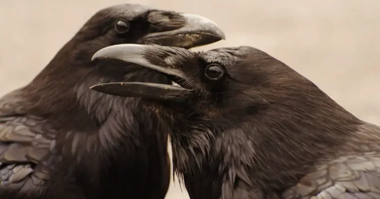 Spiritual Meaning of Crows: Their Mystical Significance 2024 6 Spiritual Meaning of Crows: two crows are there