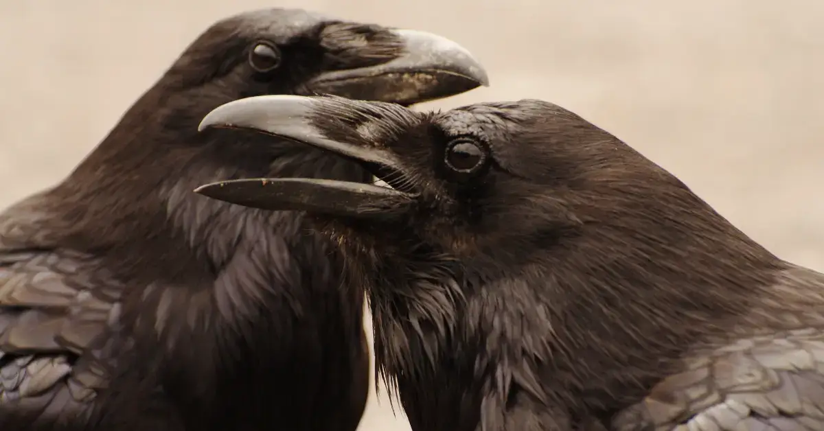Spiritual Meaning of Crows: Their Mystical Significance 2024 1 Spiritual Meaning of Crows: two crows are there