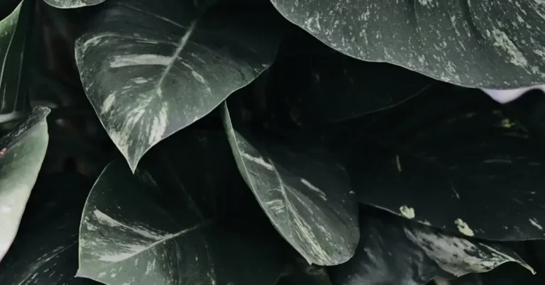 20 Dark Green Spiritual Aesthetic You Will Adore 2024 67 Dark Green Spiritual Aesthetic: plants with their leaves