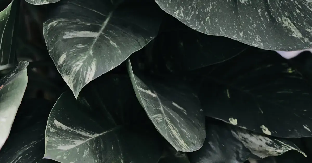 20 Dark Green Spiritual Aesthetic You Will Adore 2024 1 Dark Green Spiritual Aesthetic: plants with their leaves